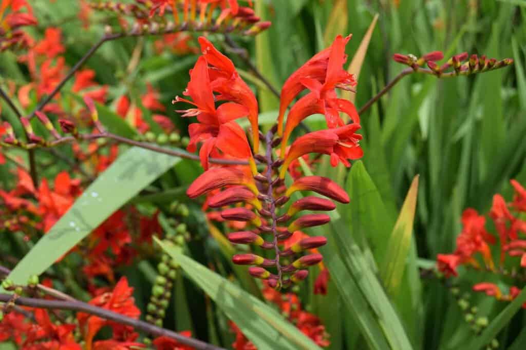 Crocosmia 'Lucifer' ---